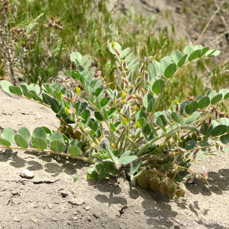 Astragalus fabaceus whole