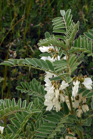 Astragalus lusitanicus ssp orientalis close