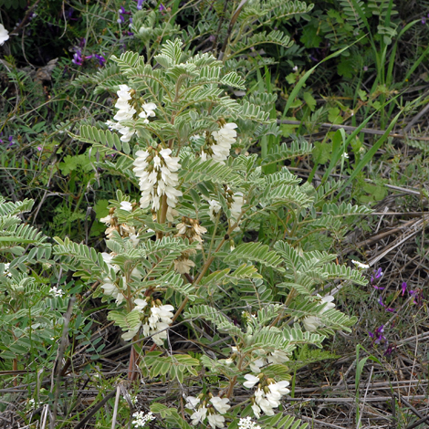 Astragalus lusitanicus ssp orientalis whole