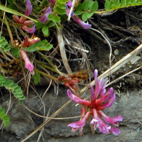 Astragalus monspessulanus close