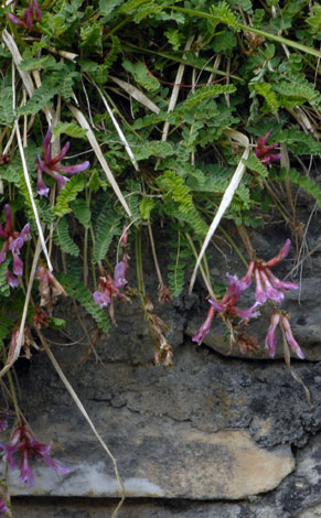 Astragalus monspessulanus whole