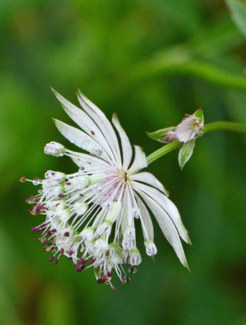 Astrantia major close
