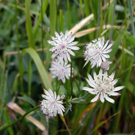 Astrantia major whole