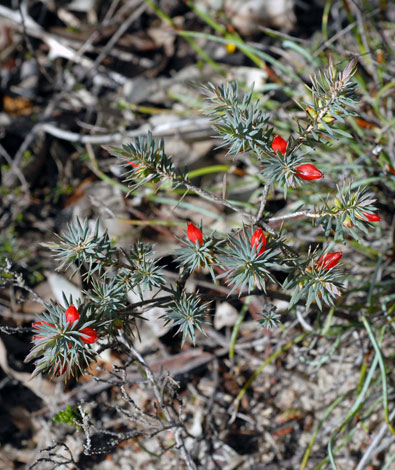 Astroloma microdonta whole