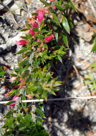 Astroloma stomarrhena close