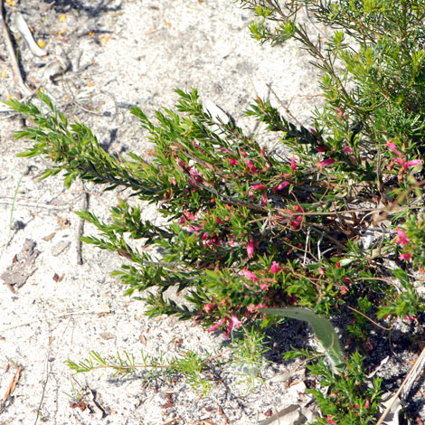 Astroloma stomarrhena whole