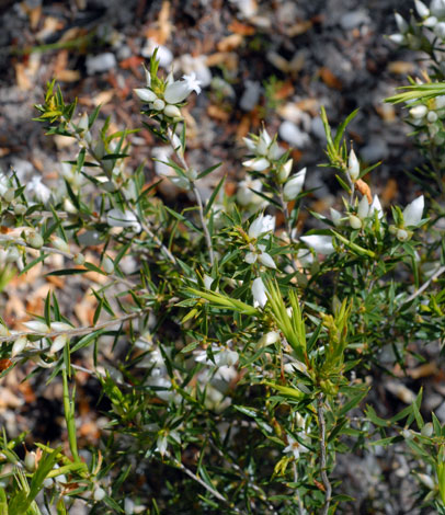 Astroloma xerophyllum whole