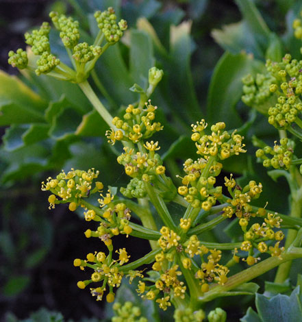 Astydamia latifolia close