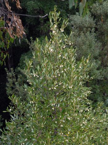 Atherosperma mochatum