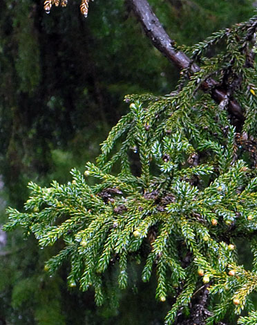 Athrotaxis selaginoides close