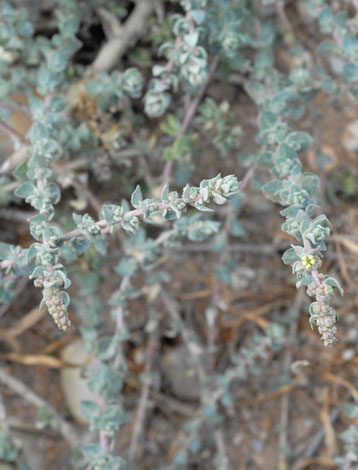 Atriplex glauca