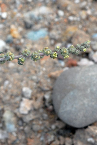 Atriplex glauca closer