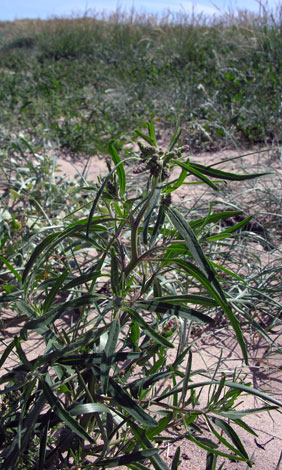 Atriplex littoralis close