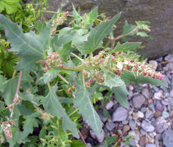 Atriplex patula