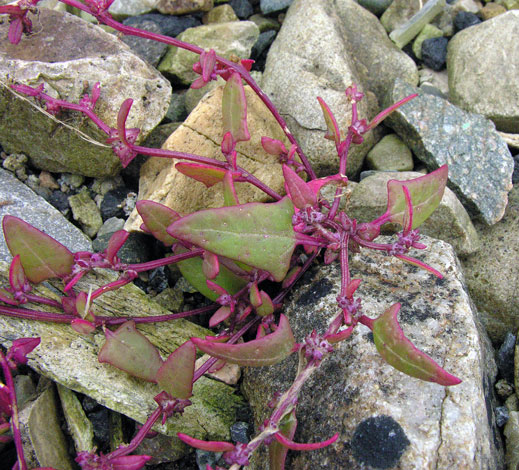 Atriplex prostrata