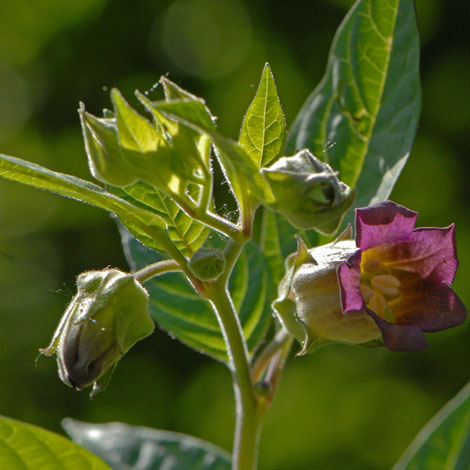 Atropa belladonna Pyrenees whole