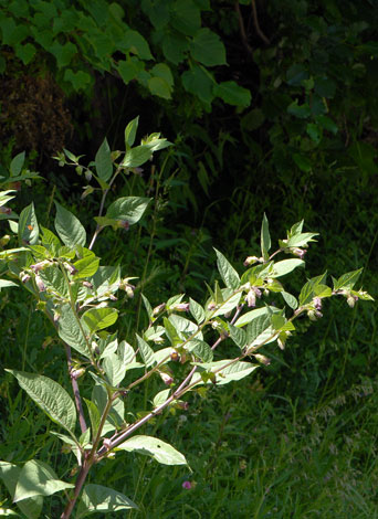 Atropa belladonna Pyrenees whole