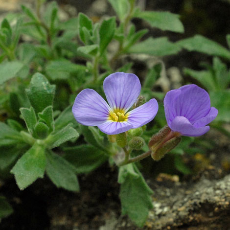 Aubrieta columnae ssp italica close