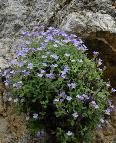 Aubrieta columnae ssp italica whole