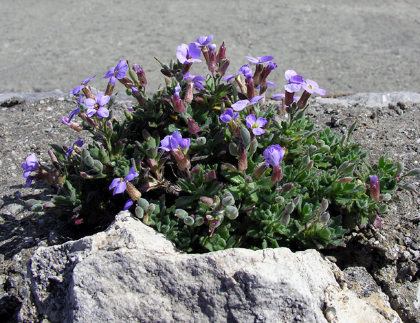 Aubrieta deltoadea