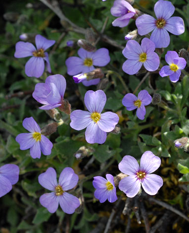 Aubrieta deltoidea close