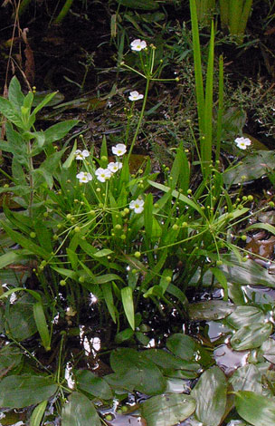 Baldellia ranunculoides in habitat
