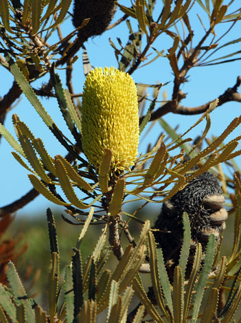 Banksia attenuata close