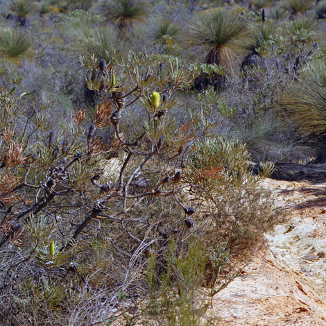 Banksia attenuata whole