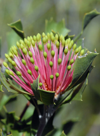 Banksia cuneata bud