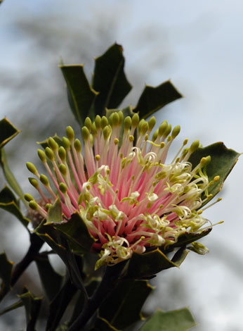 Banksia cuneata flowering