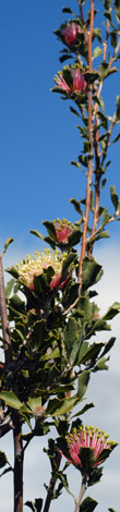 Banksia cuneata whole