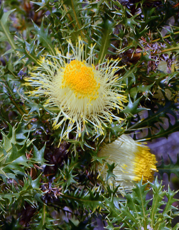Banksia falcata close