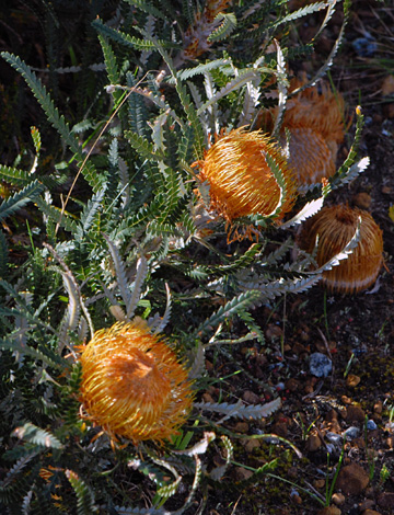 Banksia formosa close