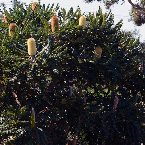 Banksia grandis whole