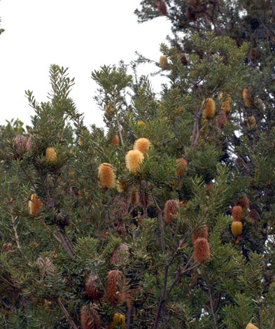 Banksia marginata whole