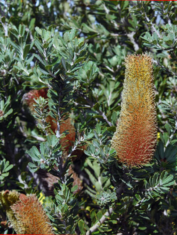 Banksia praemorsa close