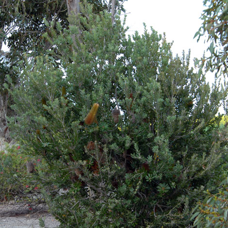 Banksia praemorsa whole