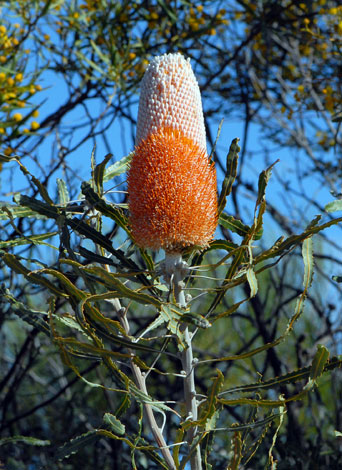 Banksia hookeriana close