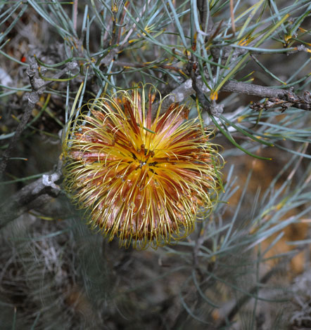 Banksia sphaerocarpa var caesia flower