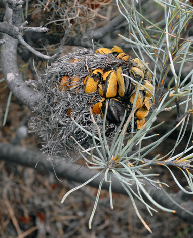 Banksia sphaerocarpa var caesia fruit
