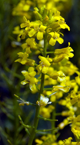 Barbarea vulgaris flowers