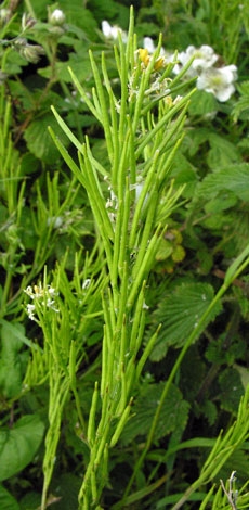 Barbarea vulgaris fruit