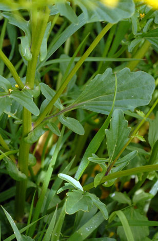 Barbarea vulgaris leaf