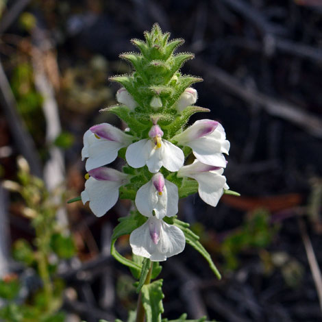 Bartisa trixago close