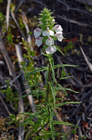 Bartisa trixago whole
