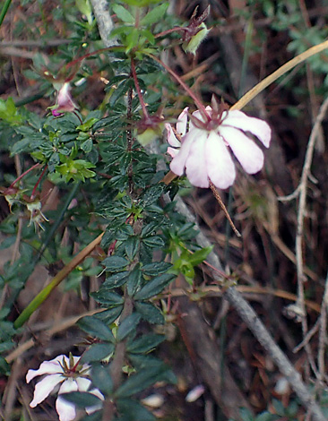 Bauera rubioides close