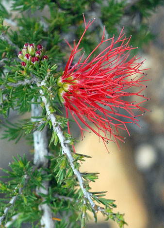 Beaufortia cyrtodonta close