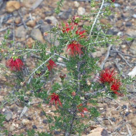 Beaufortia cyrtodonta whole