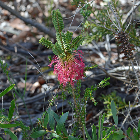 Beaufortia decussata whole