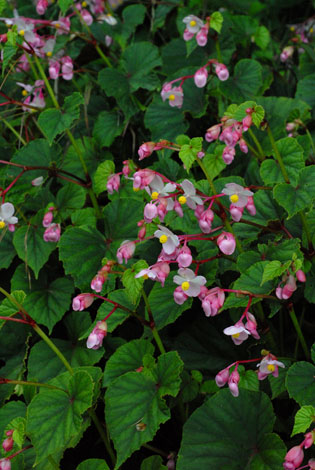 Begonia grandis whole